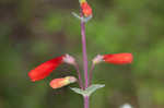 Scarlet beardtongue